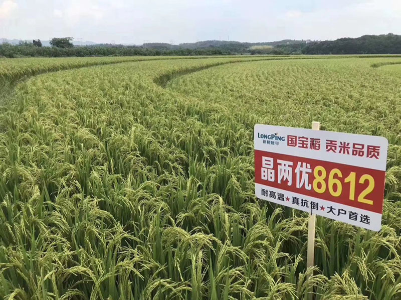 晶两优8612