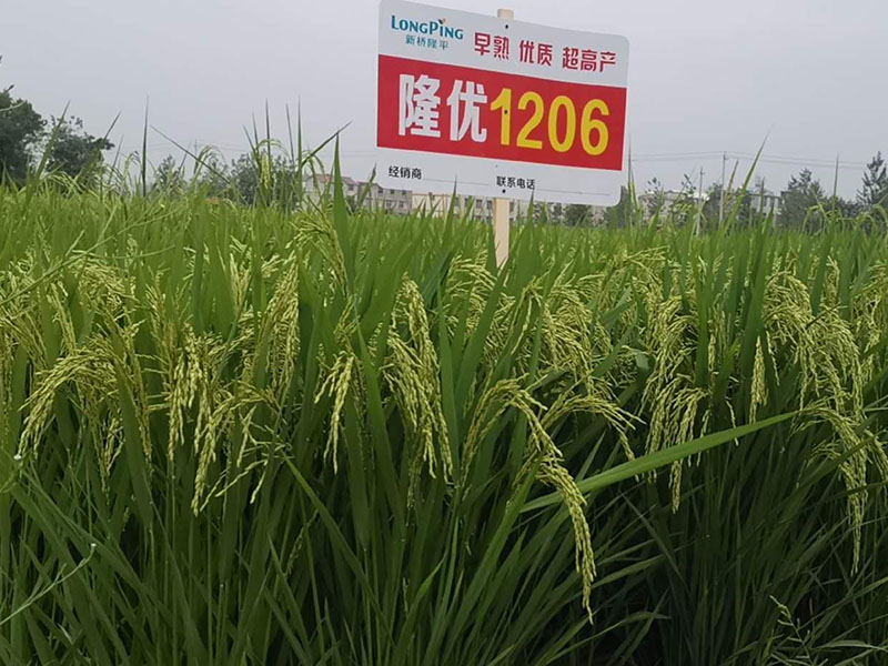隆优1206