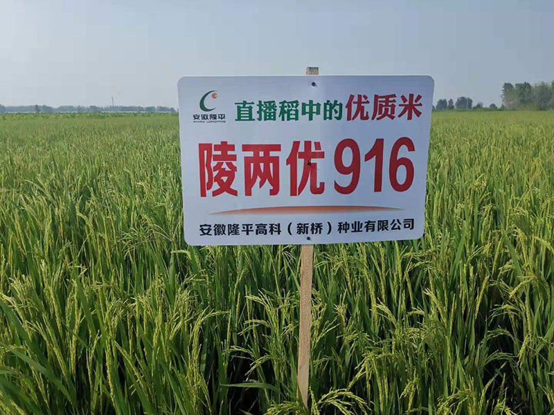陵两优916